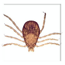 Tick repellents