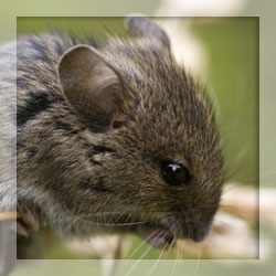 Vole repellents