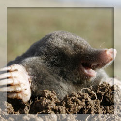 Mole repellents